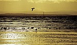 Seevögel an der Kunstinstallation: Another Place (Antony Gormley) - Crosby