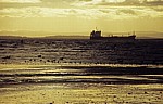 Seevögel am Crosby Beach vor der Kunstinstallation: Another Place (Antony Gormley) - Crosby