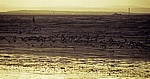 Vogelschwarm vor der Kunstinstallation: Another Place (Antony Gormley) - Crosby