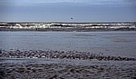 Formby Beach: Lachmöwen (Larus ridibundus) fliegen am Wasser  - Formby