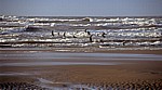 Formby Beach: Lachmöwen (Larus ridibundus) fliegen am Wasser  - Formby