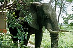 Kwara Camp: Afrikanischer Elefant (Loxodonta africana)  - Okavango-Delta
