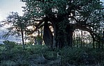Planet Baobab: Baobabs / Afrikanische Affenbrotbäume (Adansonia digitata) - Gweta