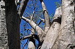 Chapman's Baobab (Affenbrotbaum, Adansonia digitata) - Makgadikgadi-Pfannen