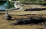 Krokodilfarm: Nilkrokodile (Crocodylus niloticus) - Otjiwarongo