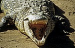 Krokodilfarm: Nilkrokodil (Crocodylus niloticus) mit geöffnetem Maul - Otjiwarongo