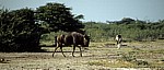 Streifengnu (Connochaetes taurinus) - Etosha Nationalpark