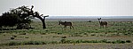 Große Kudus (Tragelaphus strepsiceros) - Etosha Nationalpark