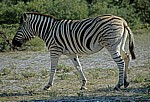 Steppenzebra (Equus quagga) - Etosha Nationalpark