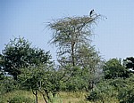Marabu (Leptoptilos crumeniferus) in einem Baum - Etosha Nationalpark