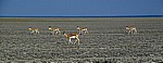 Springböcke (Antidorcas marsupialis) - Etosha Nationalpark