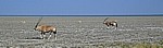 Spießböcke (Oryx gazella) - Etosha Nationalpark