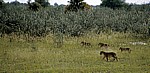 Löwenjunge (Panthera leo) - Etosha Nationalpark
