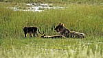 Löwin (Panthera leo) mit Jungen - Etosha Nationalpark