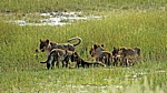 Löwin (Panthera leo) mit Jungen - Etosha Nationalpark