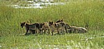 Löwin (Panthera leo) mit Jungen - Etosha Nationalpark