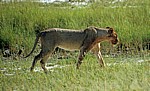 Löwin (Panthera leo) - Etosha Nationalpark