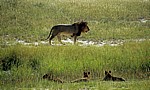 Löwe (Panthera leo) - Etosha Nationalpark