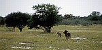 Löwen (Panthera leo) - Etosha Nationalpark