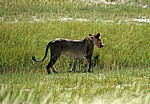 Löwin (Panthera leo) mit Beutestück - Etosha Nationalpark