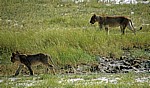 Löwin (Panthera leo) mit Jungem - Etosha Nationalpark