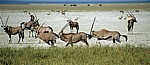 Spießböcke (Oryx gazella) - Etosha Nationalpark