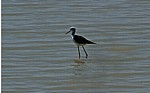 Stelzenläufer (Himantopus himantopus) - Etosha Nationalpark
