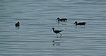 Stelzenläufer (Himantopus himantopus) - Etosha Nationalpark