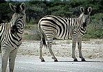 Steppenzebras (Equus quagga) - Etosha Nationalpark