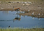 Springbock (Antidorcas marsupialis) mit Kuhreihern (Bubulcus ibis) - Etosha Nationalpark