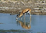 Springbock (Antidorcas marsupialis) beim Trinken - Etosha Nationalpark