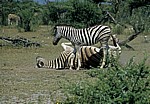 Steppenzebras (Equus quagga) - Etosha Nationalpark