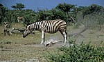 Steppenzebras (Equus quagga) - Etosha Nationalpark