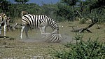 Steppenzebras (Equus quagga) - Etosha Nationalpark