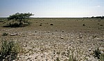 Grasveld - Etosha Nationalpark