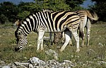 Steppenzebras (Equus quagga) - Etosha Nationalpark