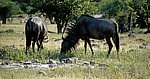 Streifengnu (Connochaetes taurinus) - Etosha Nationalpark