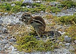 Kap-Borstenhörnchen (Xerus inauris) - Etosha Nationalpark