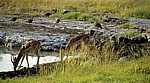 Schwarznasenimpalas (Aepyceros melampus petersi) beim Trinken - Etosha Nationalpark