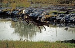 Springendes Schwarznasenimpala (Aepyceros melampus petersi) - Etosha Nationalpark