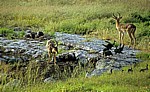 Schwarznasenimpalas (Aepyceros melampus petersi) - Etosha Nationalpark