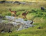 Schwarznasenimpalas (Aepyceros melampus petersi) - Etosha Nationalpark