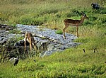 Schwarznasenimpalas (Aepyceros melampus petersi) - Etosha Nationalpark