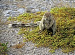 Kap-Borstenhörnchen (Xerus inauris) - Etosha Nationalpark