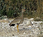 Trappe (Otididae) - Etosha Nationalpark