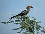 Südlicher Gelbschnabeltoko (Tockus leucomelas) - Etosha Nationalpark