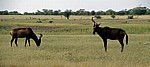 Südafrikanische Kuhantilopen (Alcelaphus caama) - Etosha Nationalpark