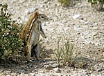 Kap-Borstenhörnchen (Xerus inauris) - Etosha Nationalpark