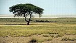 Akazie (Acacia) - Etosha Nationalpark