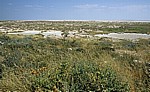 Vegetation am Rand der Pfanne - Etosha Nationalpark
